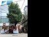 歯神社のご神木